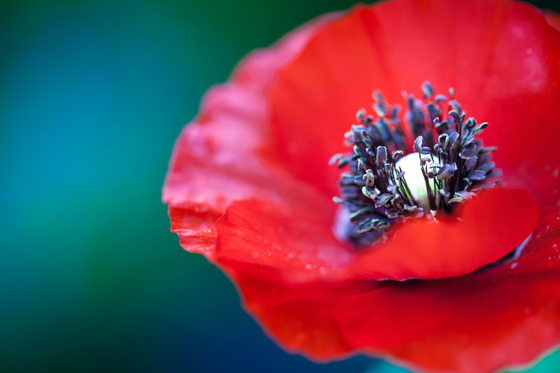 Qué significa la amapola roja y porqué esta flor es símbolo de las víctimas  de la guerra de Ucrania – ConUcrania