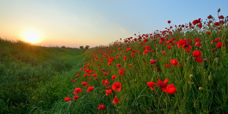 Qué significa la amapola roja y porqué esta flor es símbolo de las víctimas  de la guerra de Ucrania – ConUcrania