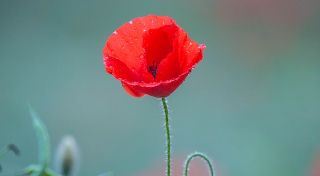 Día De La Conmemoración De La Guerra Mundial. La Amapola Roja Es