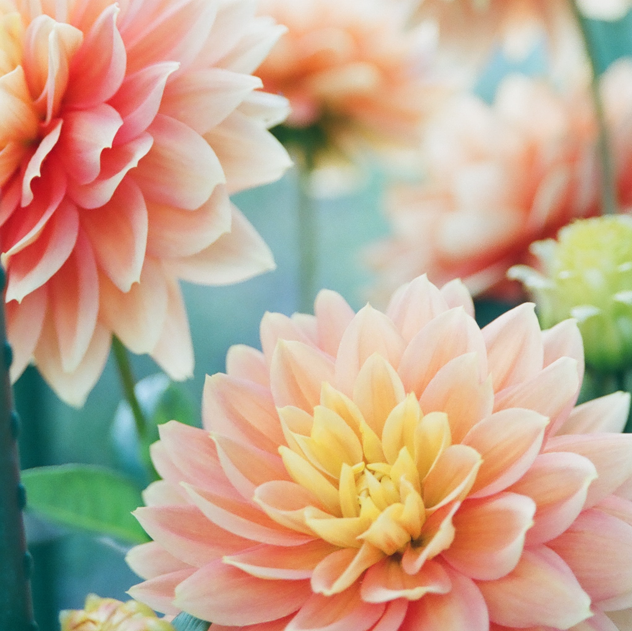 mio-ito-B_SLtmXPKNA-unsplash (1)