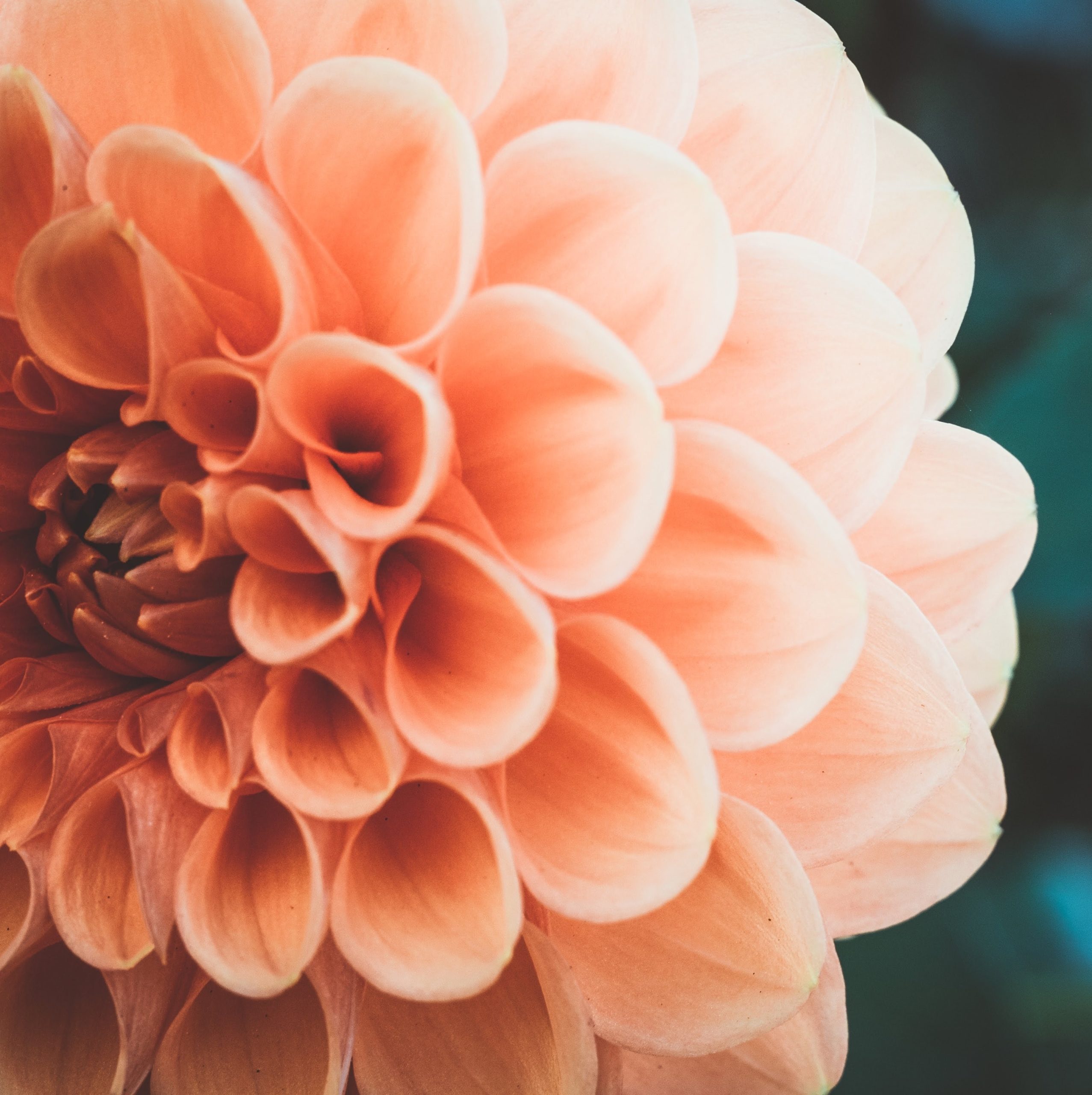 severin-stalder-wYUuztU_3Mk-unsplash