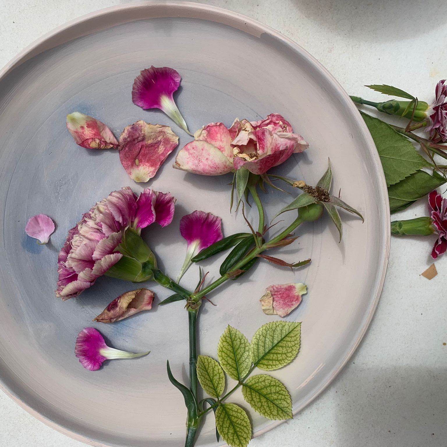 cianotipiaesthermoernojpeg